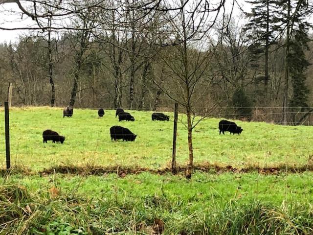 Merveilleux Cottage Dans Parc De 7,5 Hectares Saint-Nicolas-du-Pélem Eksteriør billede